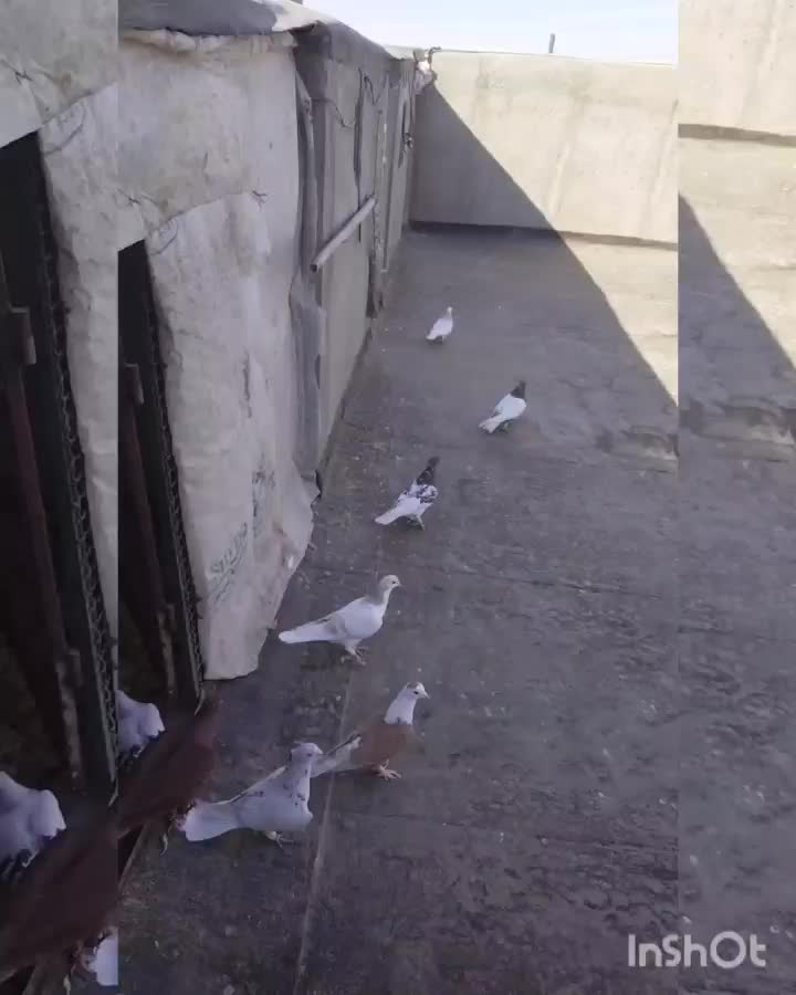 کبوتر پرشی ساده اصلی|پرنده|مشهد, تربیت (صدف)|دیوار