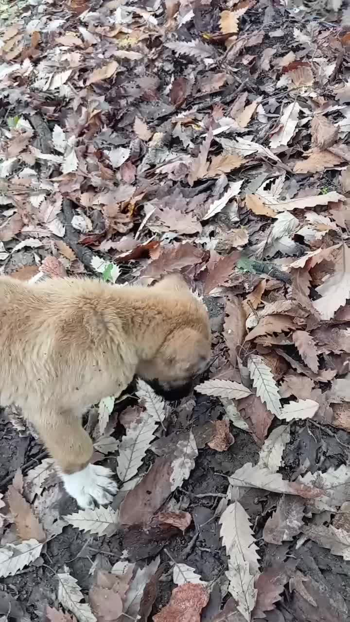 سگ سراب|سگ|رشت, لاکان|دیوار