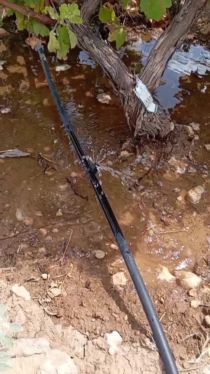 فروش باغ انگور،آبی ازگله|فروش زمین و ملک کلنگی|ازگله, |دیوار