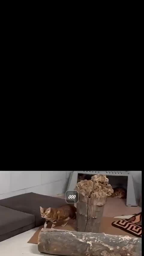 گربه|گربه|بومهن, |دیوار