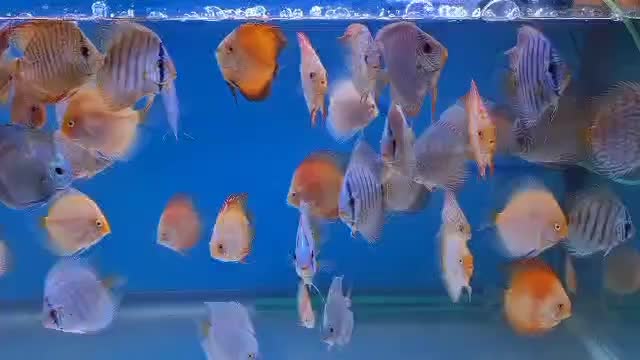 دیسکس زیبا و غذاخور|ماهی|تهران, زاهد گیلانی|دیوار