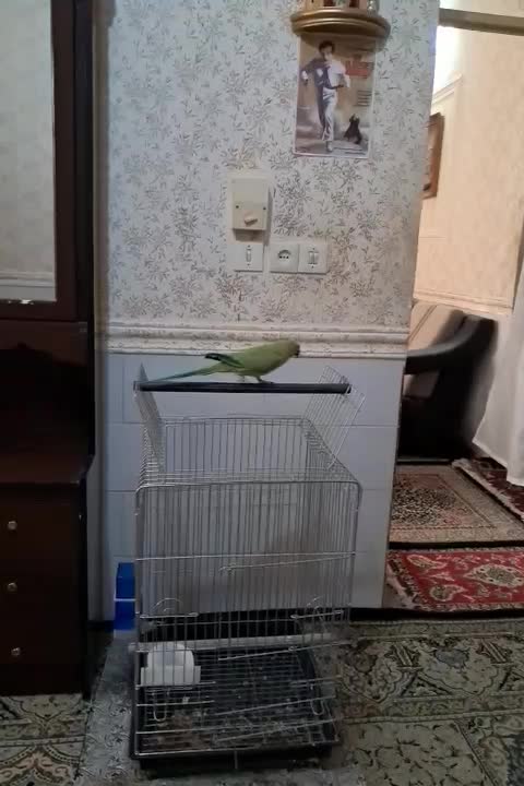 طوطی سخنگو|پرنده|بم, |دیوار