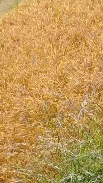 کیبوس2019|خودرو سنگین|باغ ملک, |دیوار