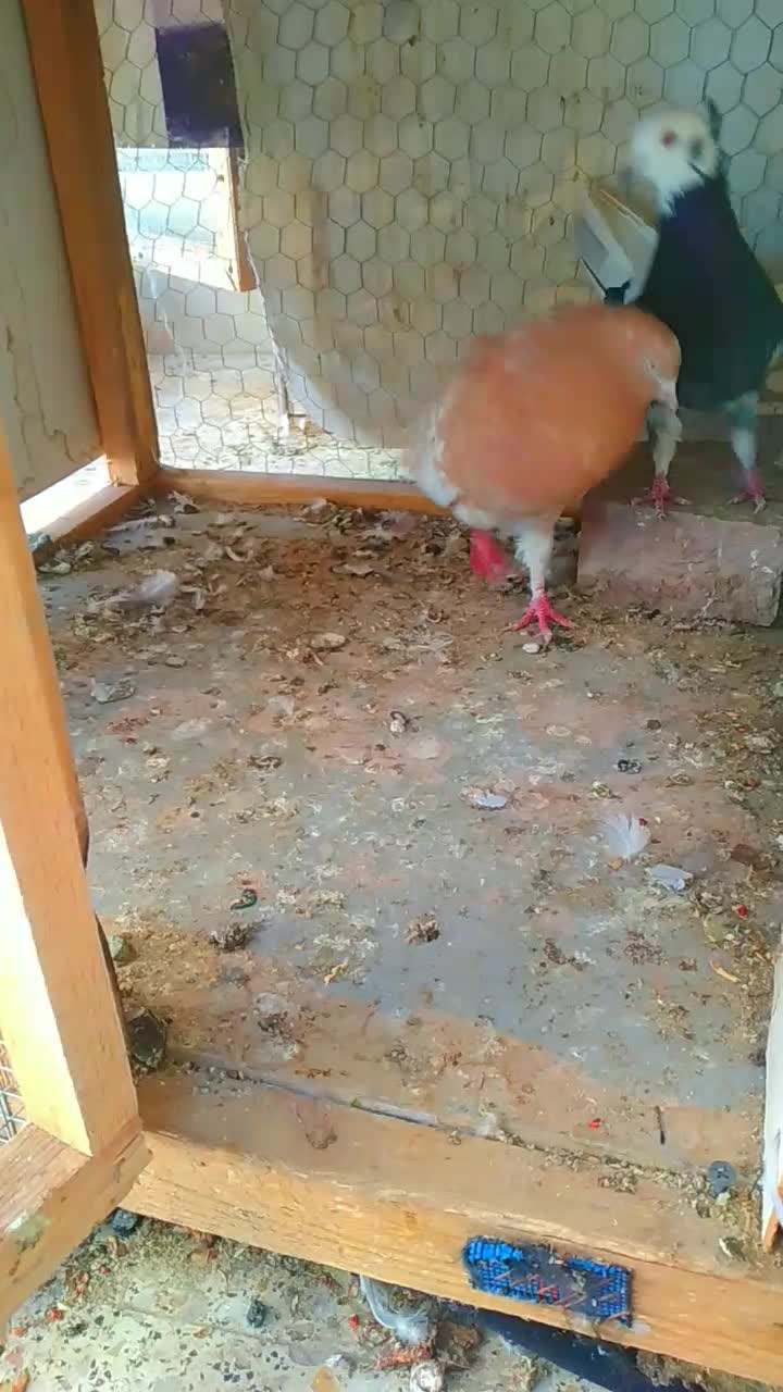 نر کله زردبپر ورشور|پرنده|کرمان, |دیوار