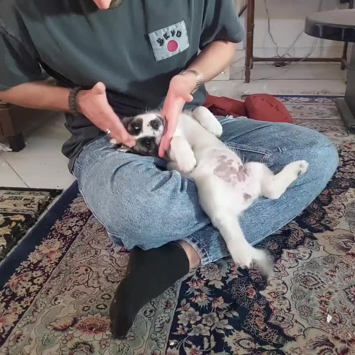 واگذاری سگ|سگ|نشتارود, |دیوار