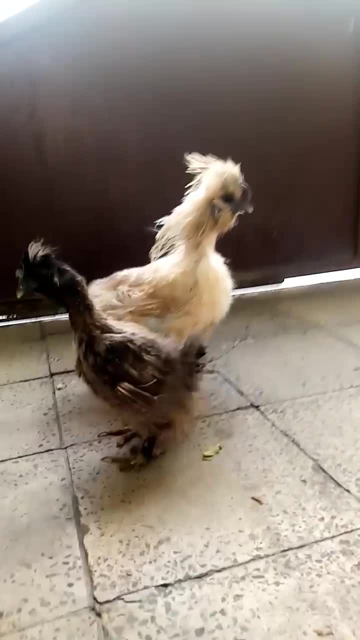 مرغ و خروس ابریشمی|حیوانات مزرعه|هشتگرد, شهرک بعثت|دیوار