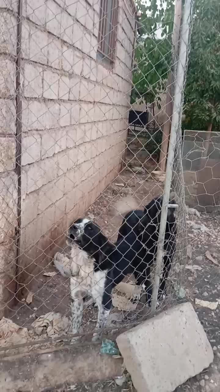 سگ قدرجونی|سگ|عسگران, |دیوار