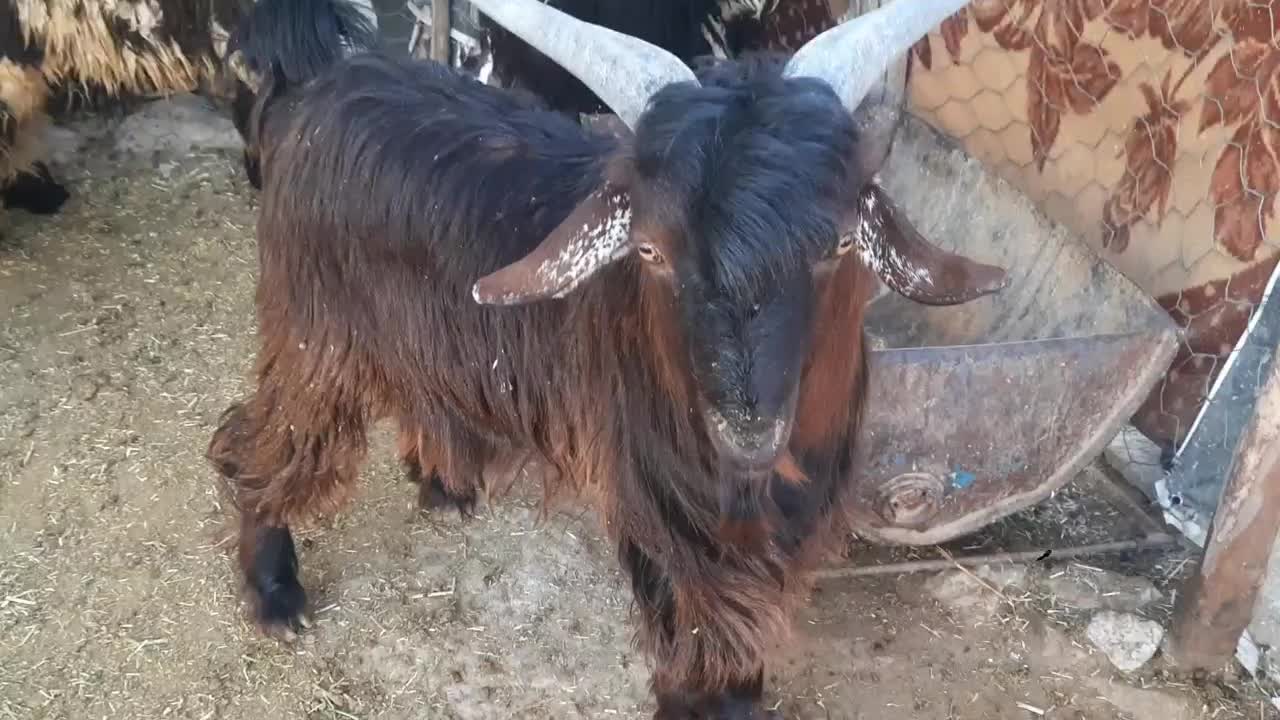 فروش کهره چاق|حیوانات مزرعه|دهدشت, |دیوار