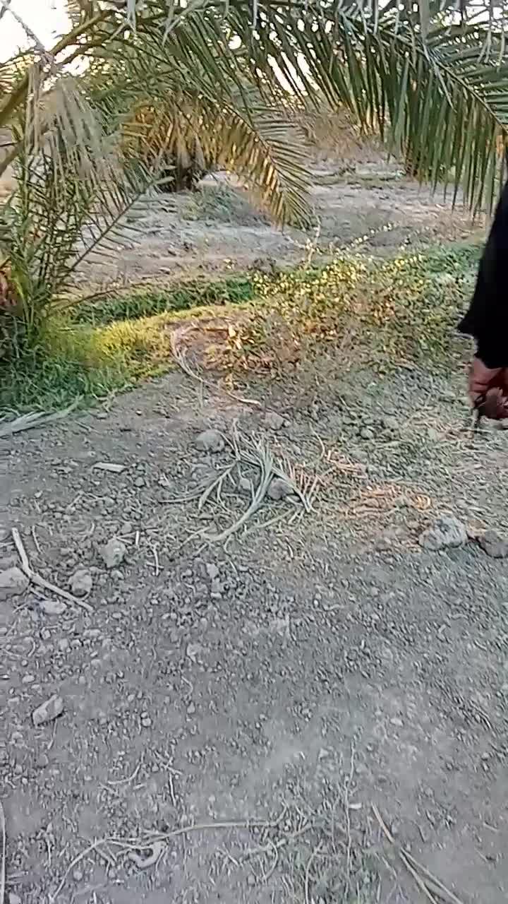 آبادان|حراج|خرمشهر, |دیوار