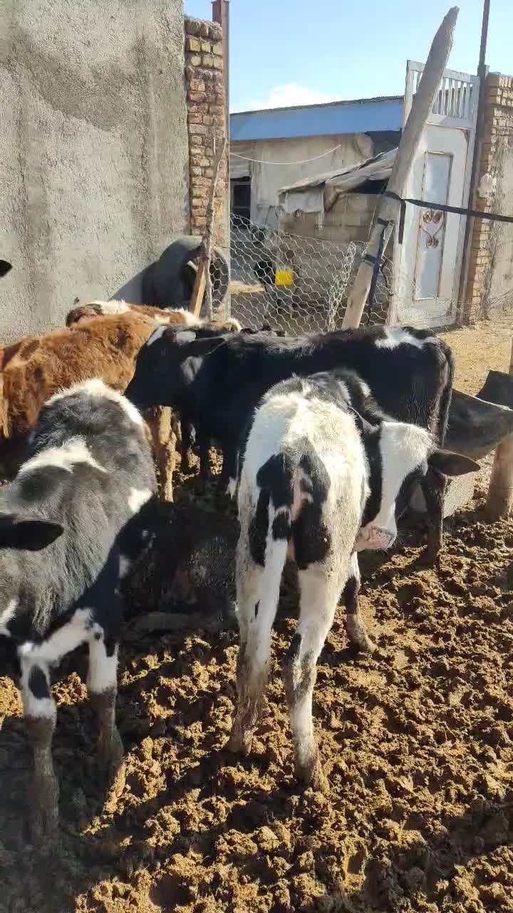 گوساله ماده چاق|حیوانات مزرعه|کوهدشت, |دیوار