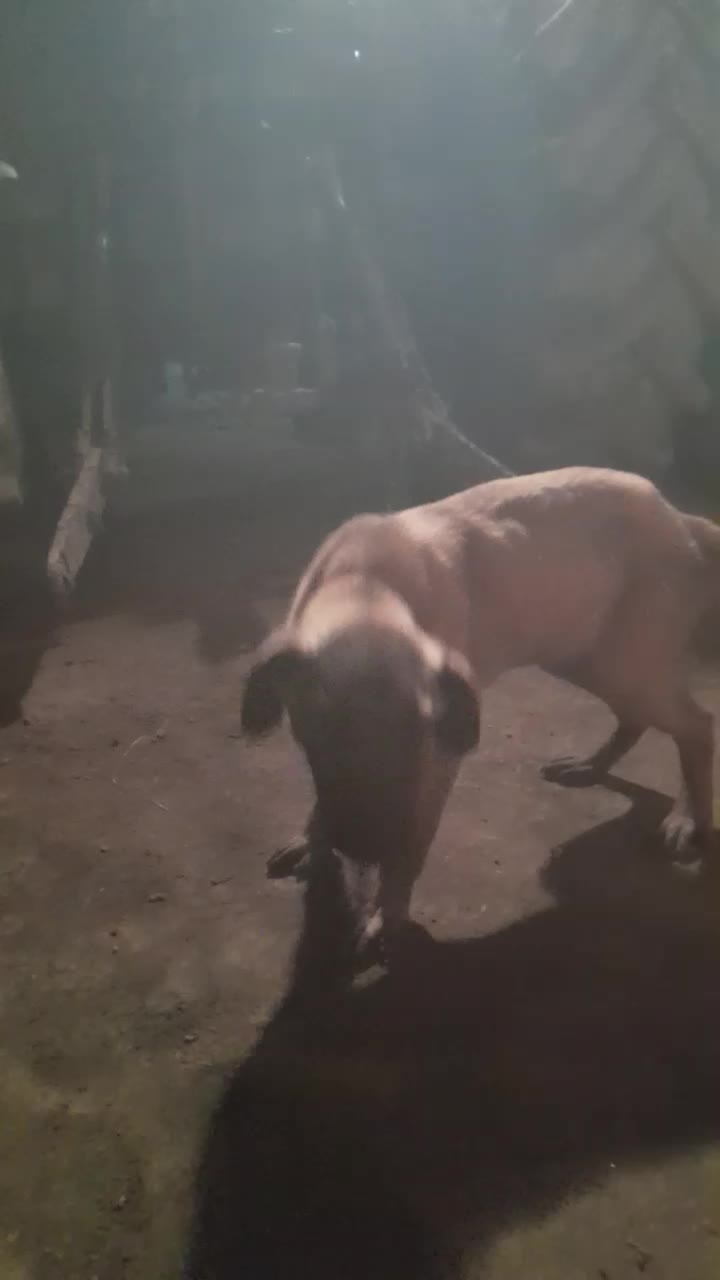 سگ پژدر|سگ|سرخنکلاته, |دیوار