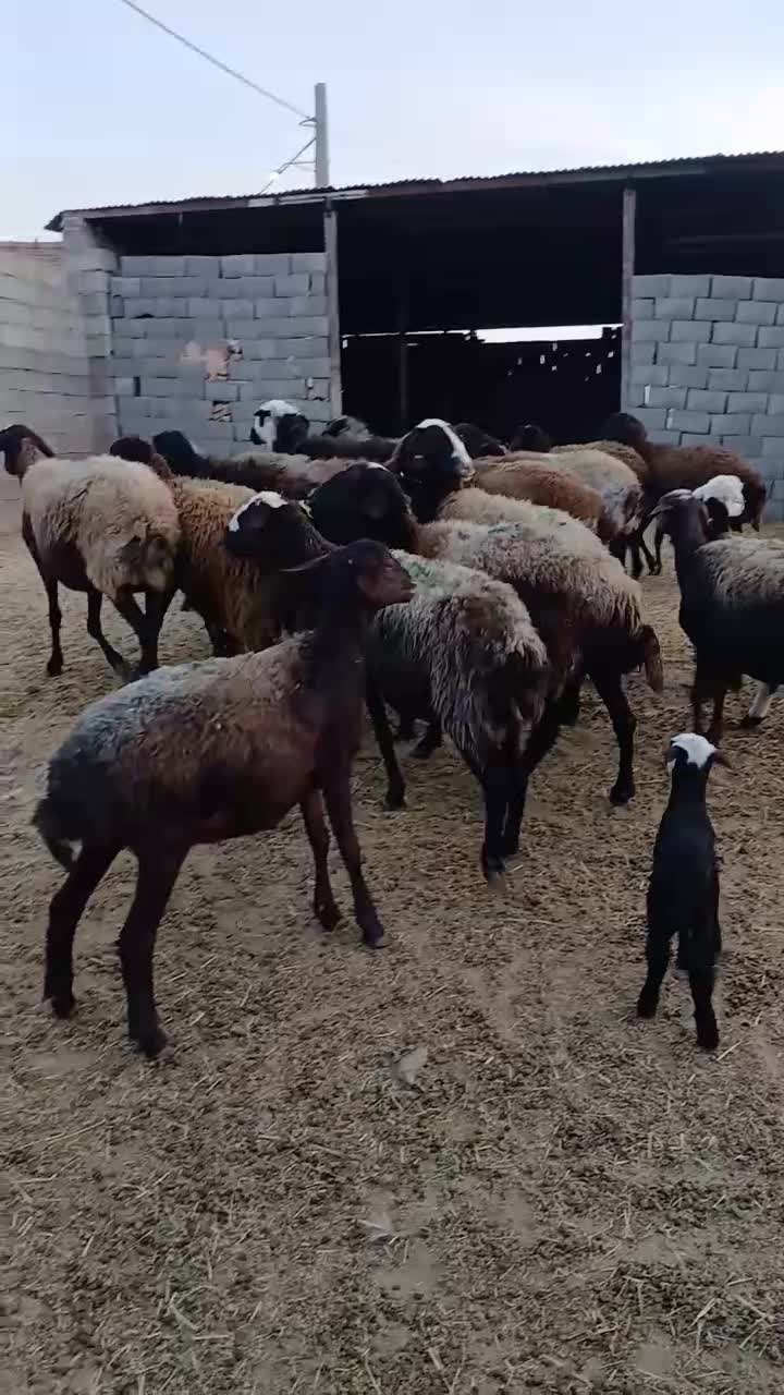 میش|حیوانات مزرعه|شامکان, |دیوار