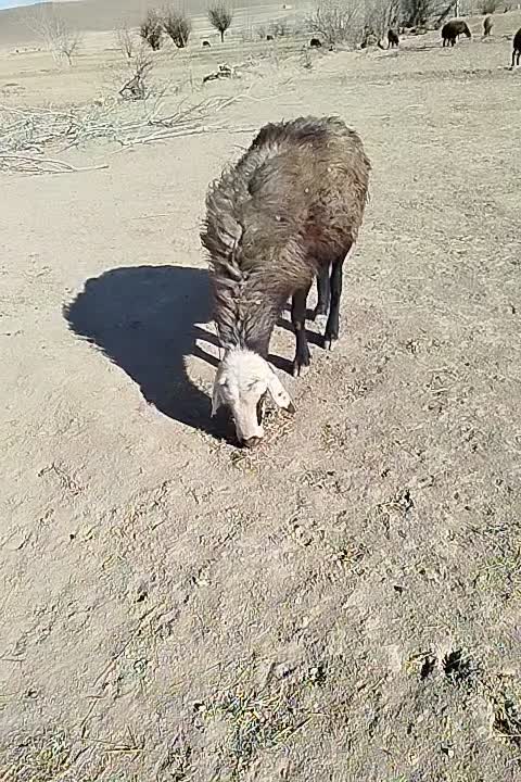 قوچ پلنگی بروجردی اصل|حیوانات مزرعه|سرولایت, |دیوار