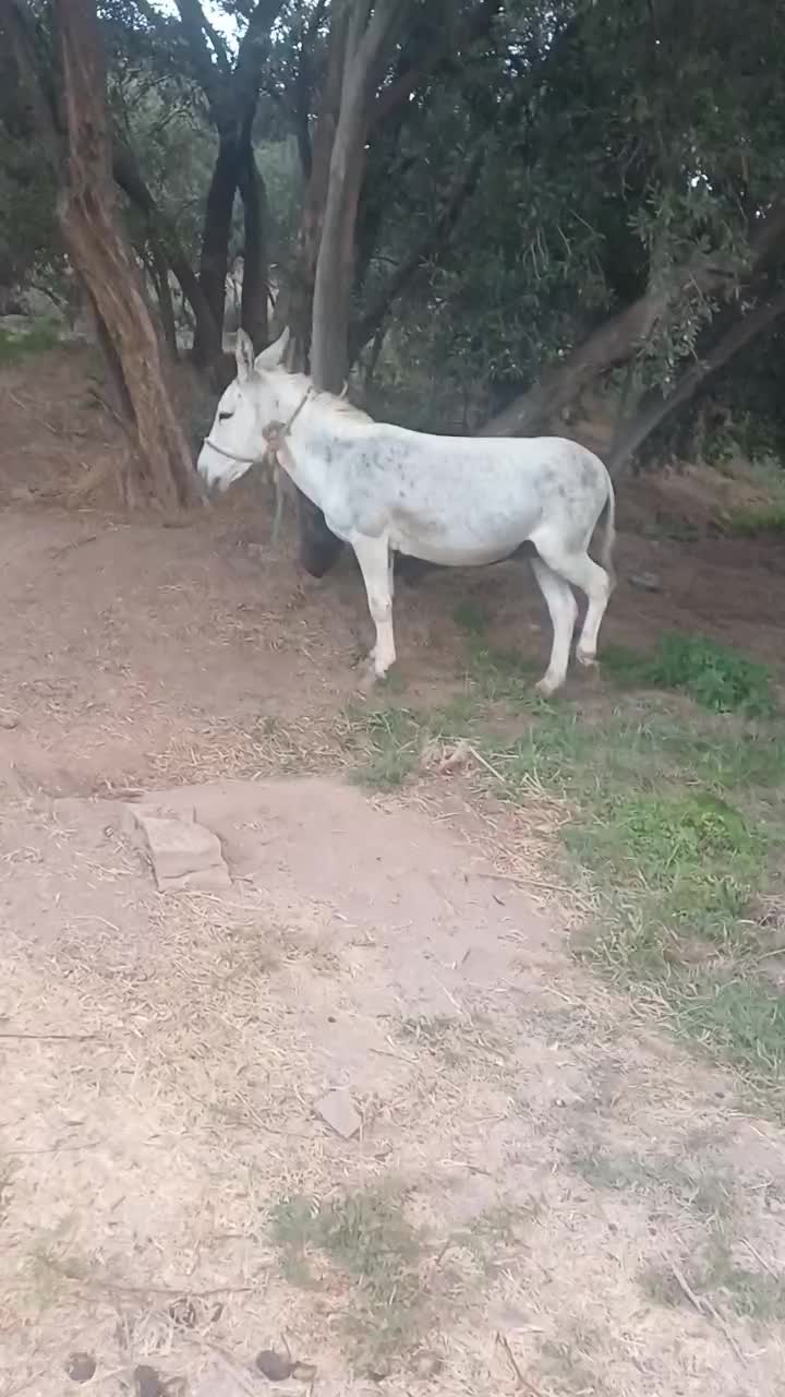 الاغ جوان آرام پالونی|حیوانات مزرعه|لوشان, |دیوار
