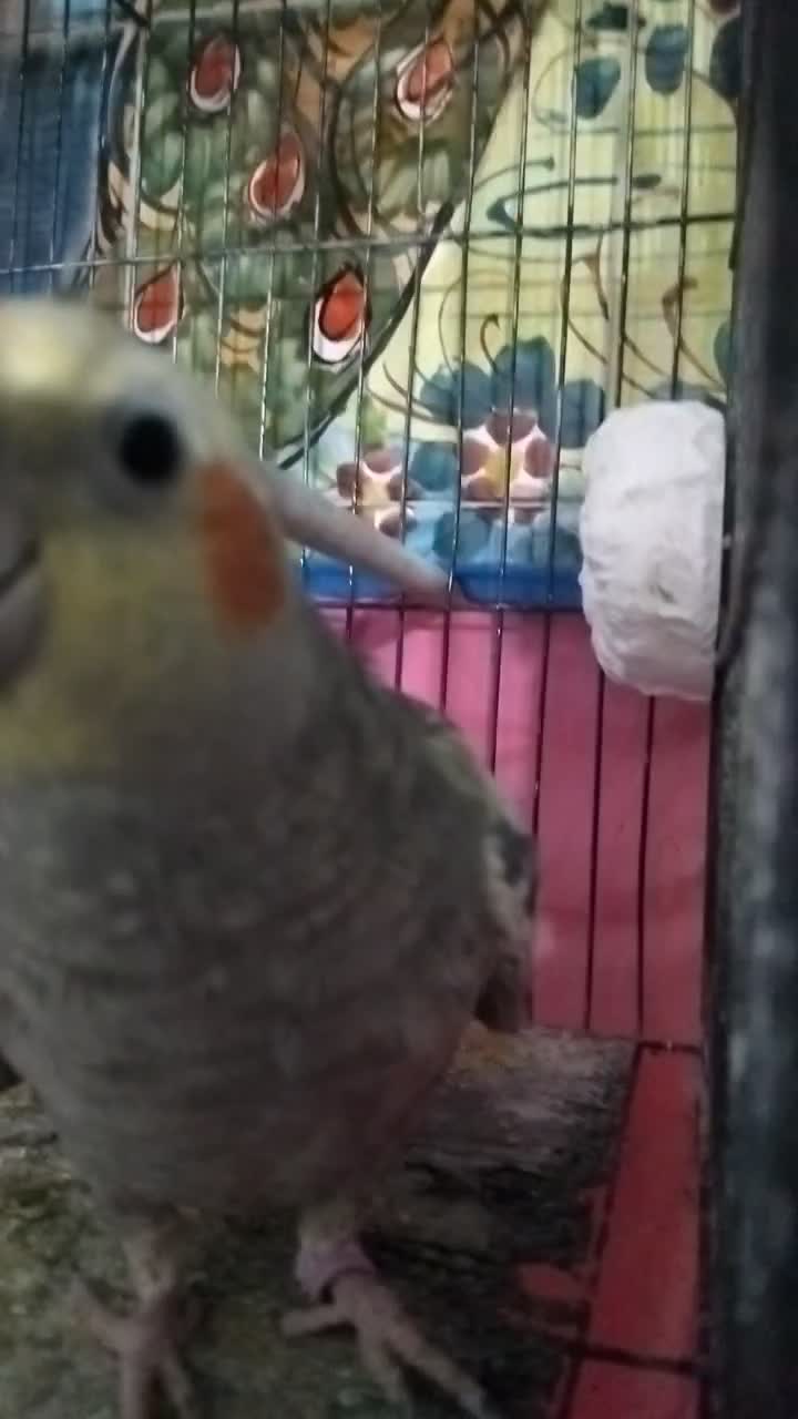 عروس هلندی سخنگو و دستی|پرنده|پارس‌آباد, |دیوار