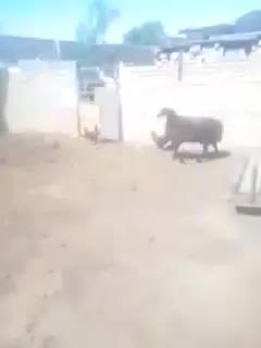 بره|حیوانات مزرعه|پیشوا, |دیوار