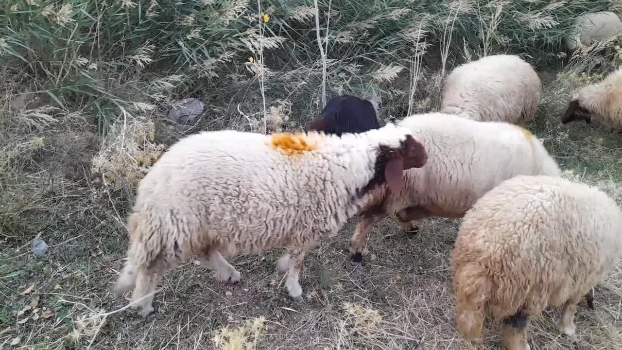 بره نر|حیوانات مزرعه|بروجرد, |دیوار