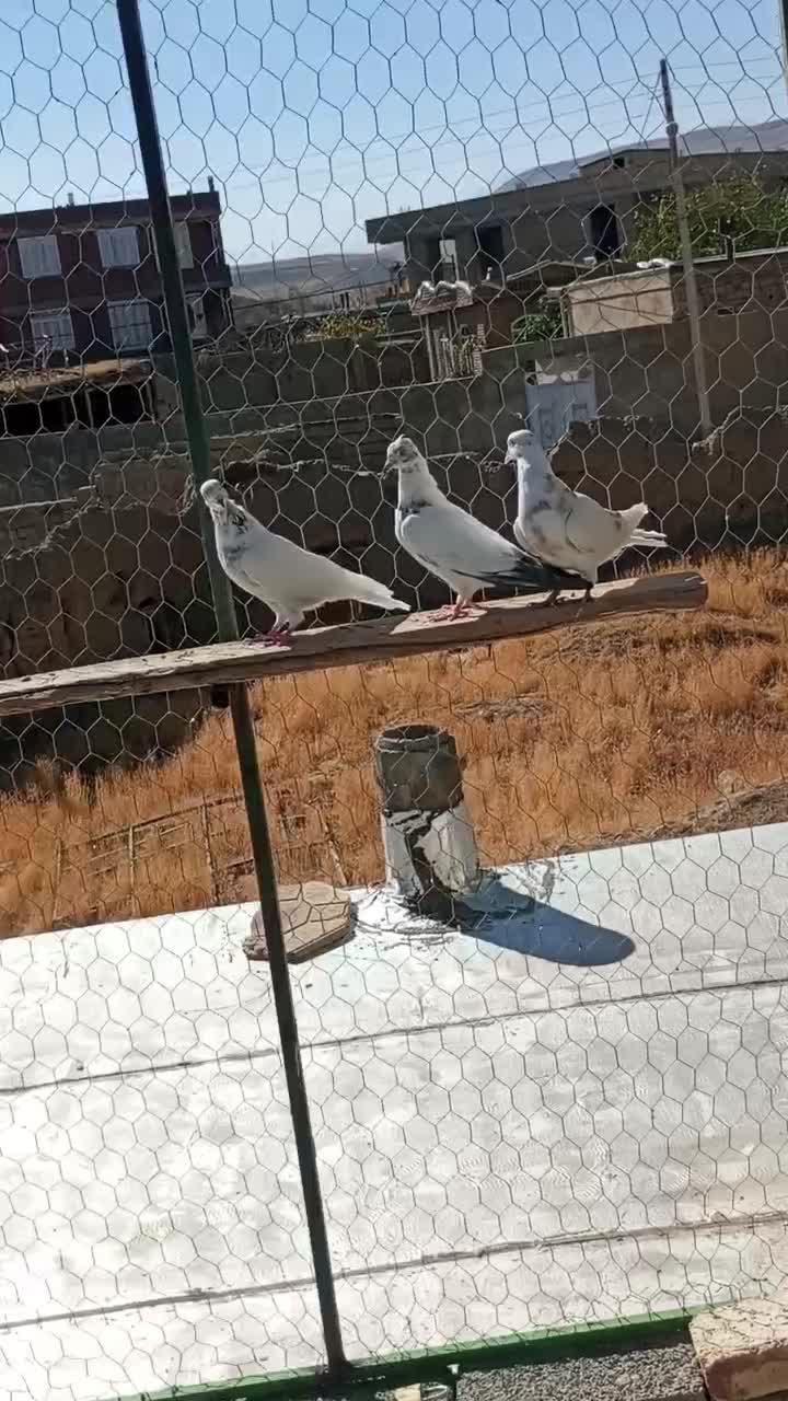 کبوتر انگلیسی|پرنده|لاجان, |دیوار