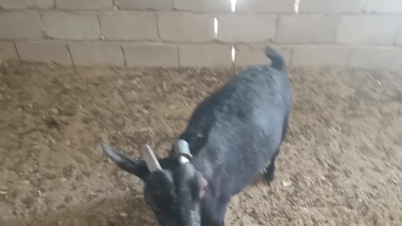 بز مورسیاه وارداتی|حیوانات مزرعه|ایرانشهر, |دیوار