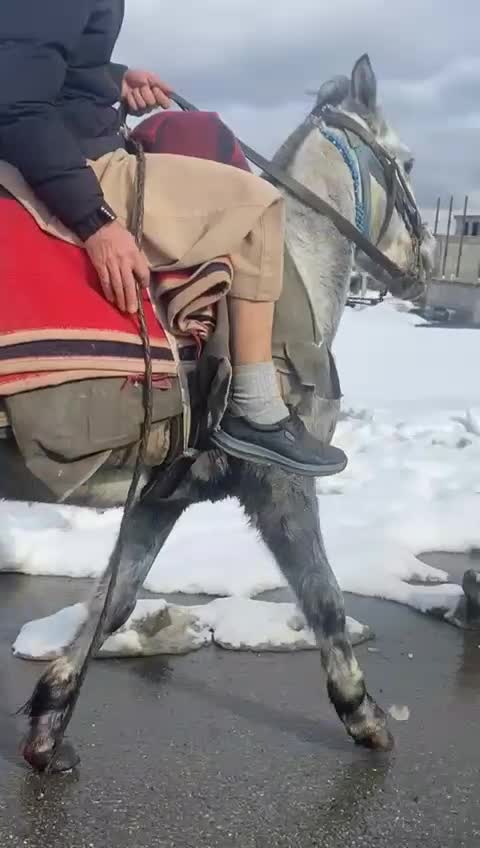 اسب|اسب و تجهیزات اسب‌سواری|ربط, |دیوار