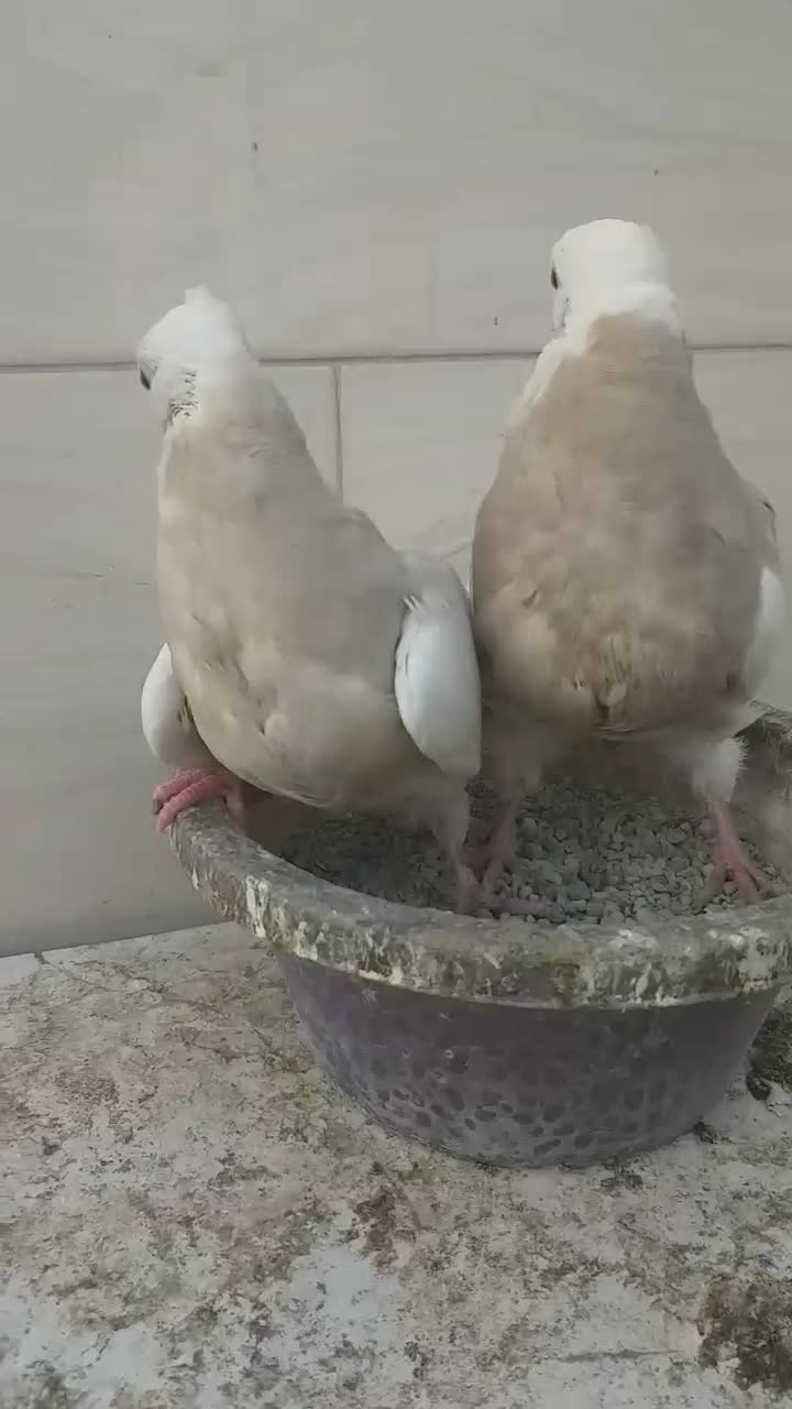 کبوتر طوقی الماسی، آجری|پرنده|وحیدیه, |دیوار