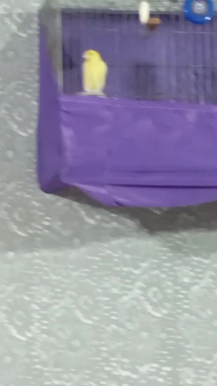 قناری لیمویی|پرنده|قرچک, میرزائی شمالی|دیوار