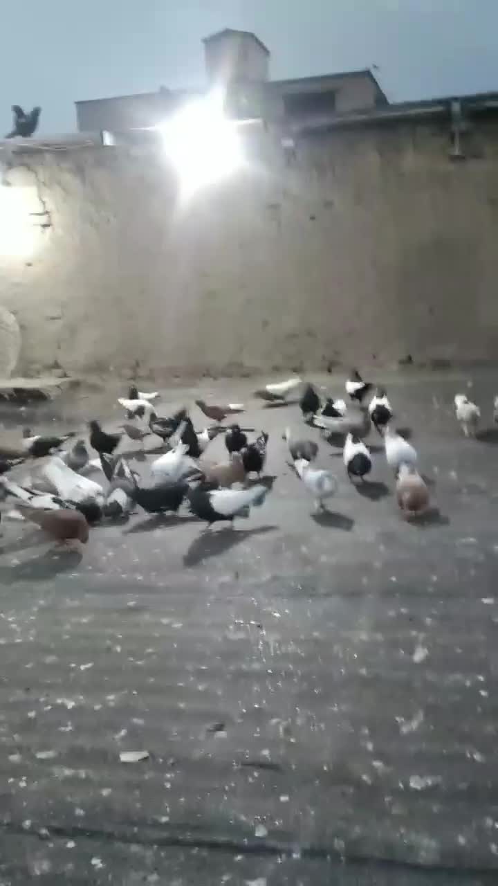 سینه سیاه هوایی..|پرنده|مشهد, امام خمینی|دیوار