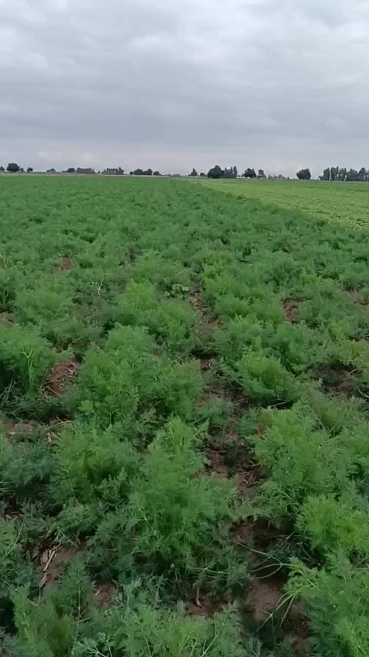 شیویت|فروش زمین و ملک کلنگی|دزفول, |دیوار