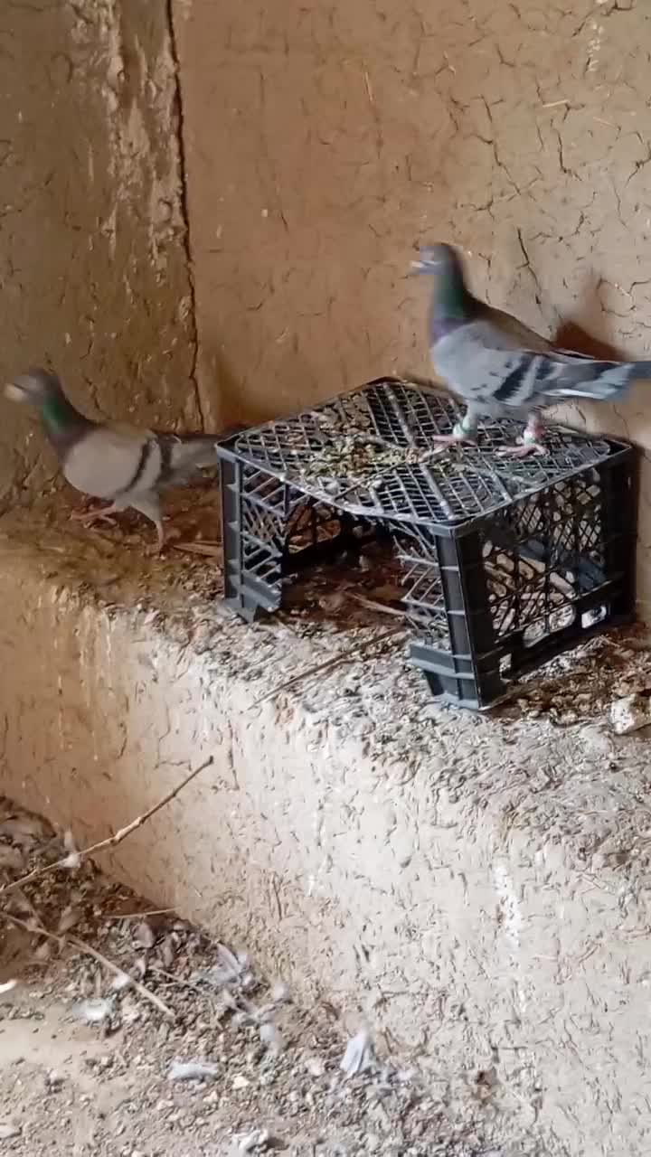 کفتر مسافتی|پرنده|سراوان, |دیوار