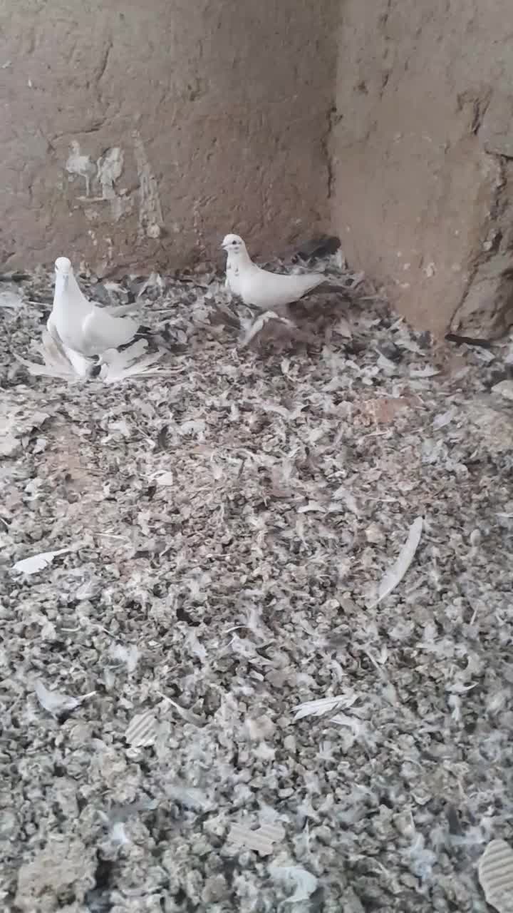 کفتر|پرنده|تبریز, |دیوار