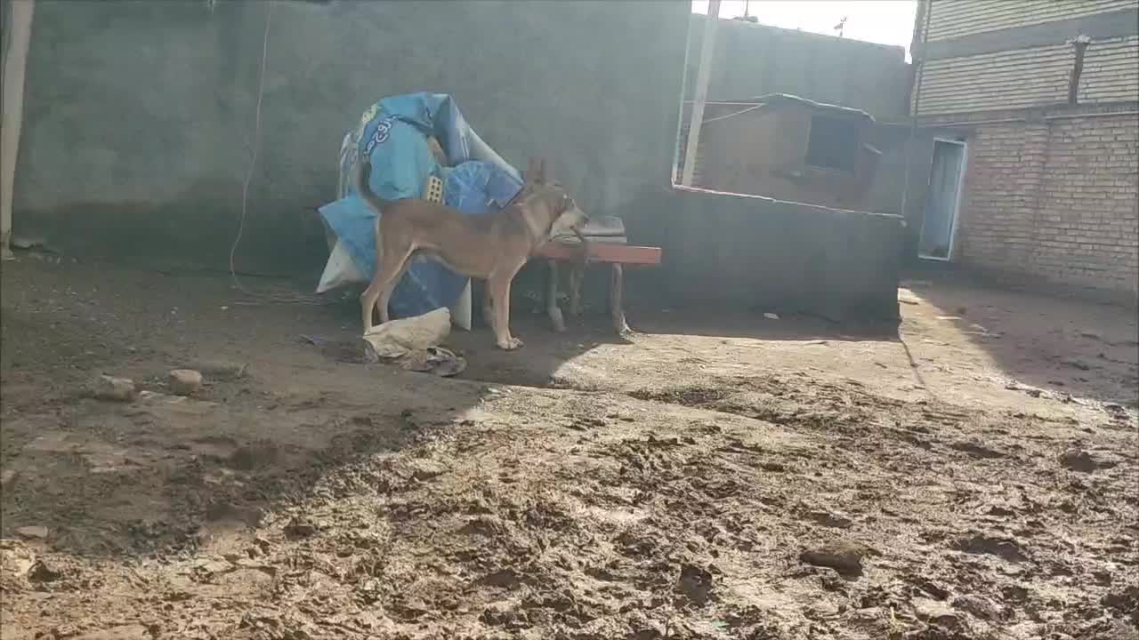 سگ نر افغان|سگ|خوشاب, |دیوار