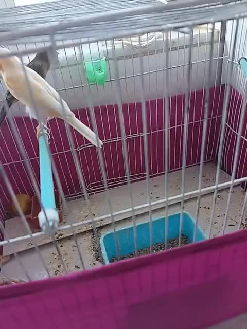 فروش ۲ عدد قناری  با قفس|پرنده|خلخال, |دیوار