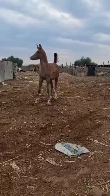 کره اسب عرب اصیل ده ماهه|حیوانات مزرعه|تهران, شهرک غرب|دیوار