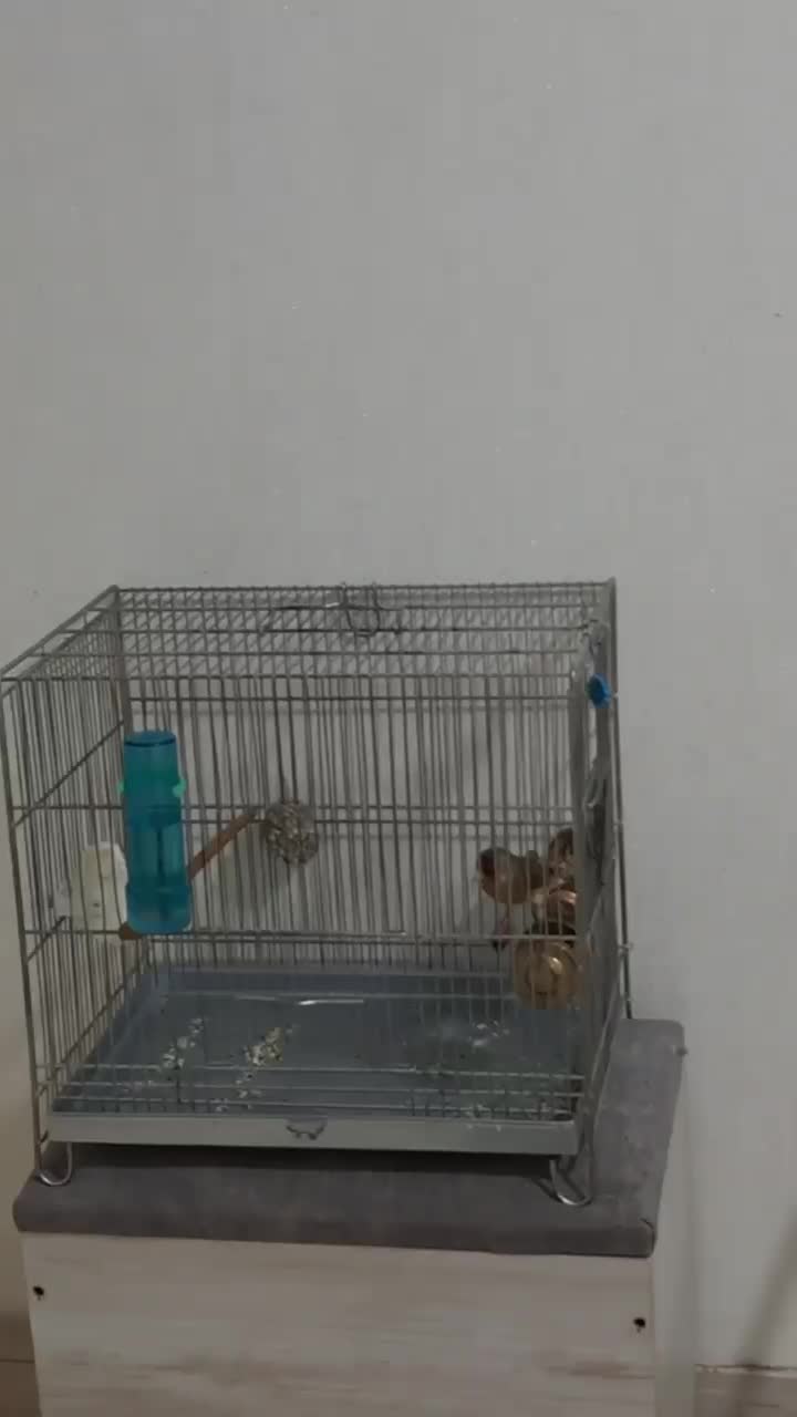 سره قناری قرص بخون قلمی|پرنده|تهران, مولوی|دیوار