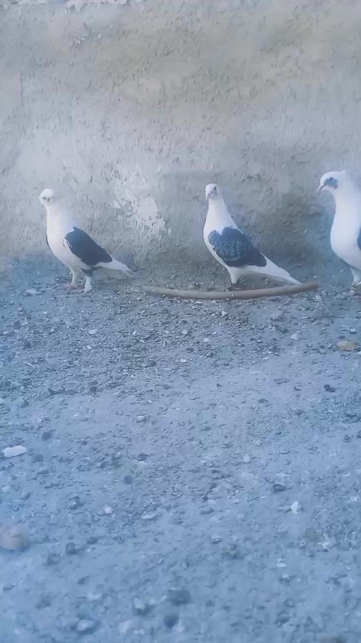 کبوتر|پرنده|کوار, |دیوار