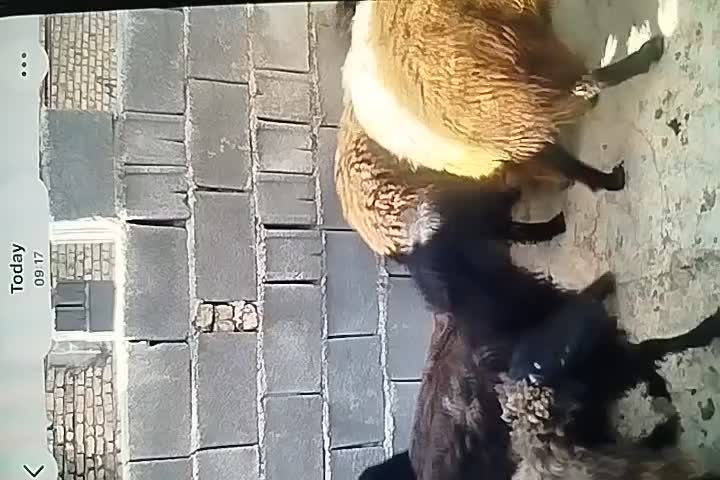 میش|حیوانات مزرعه|فسا, |دیوار