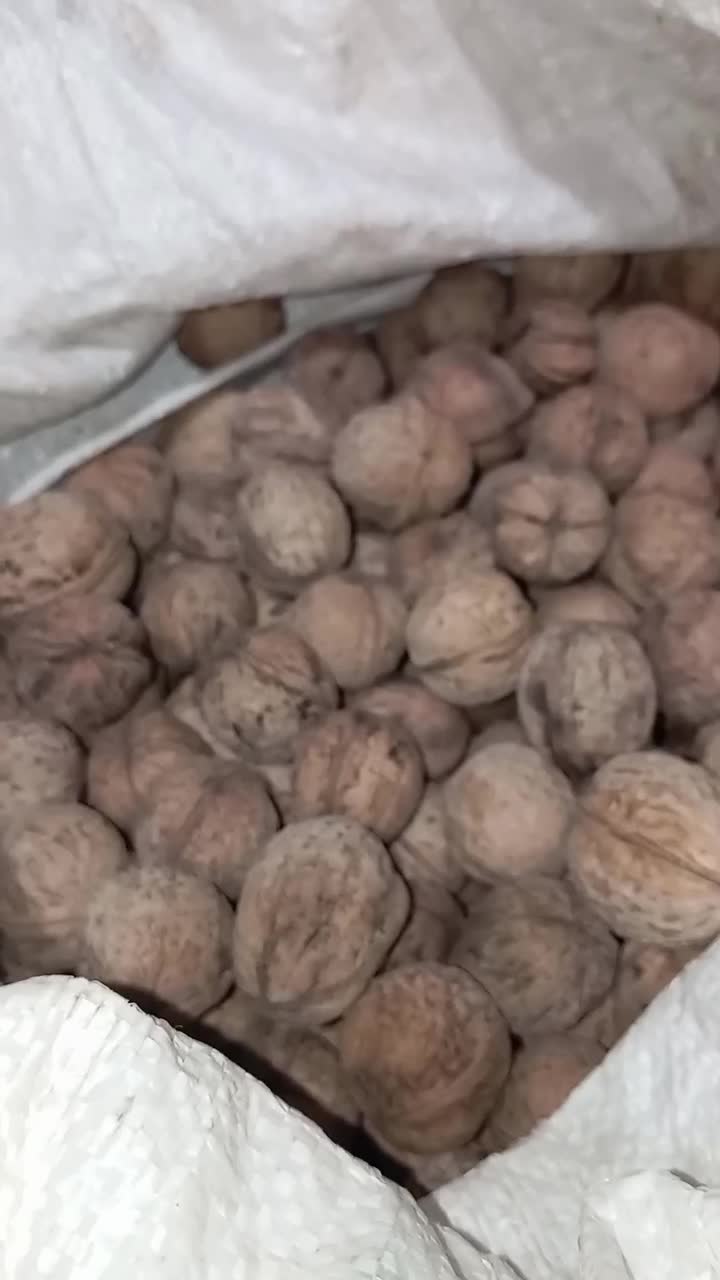 گردوی کاغذی|خوردنی و آشامیدنی|قزوین, |دیوار