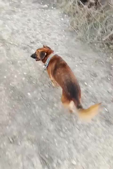 سگ پاکوتاه|سگ|گنبد کاووس, |دیوار