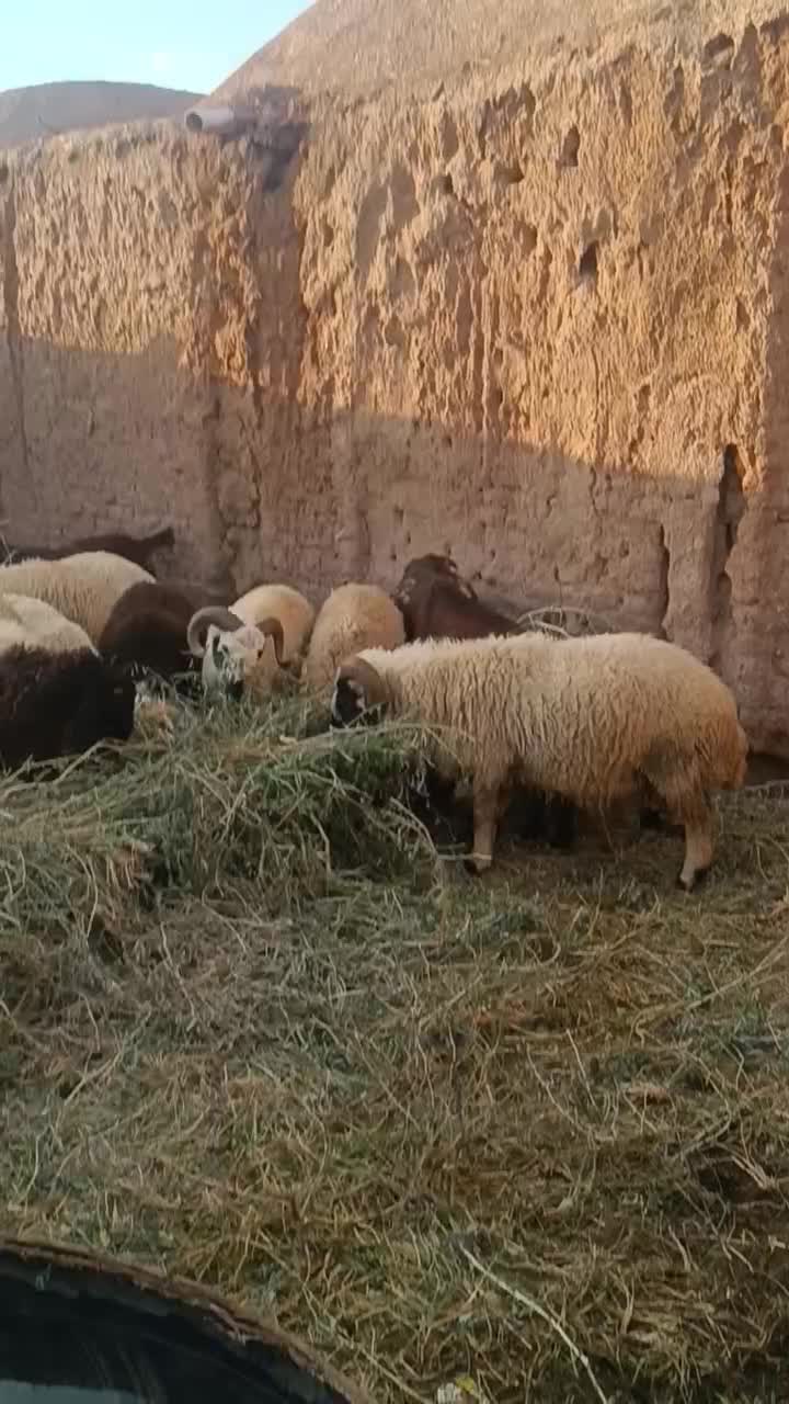 بره19|حیوانات مزرعه|کرمان, |دیوار