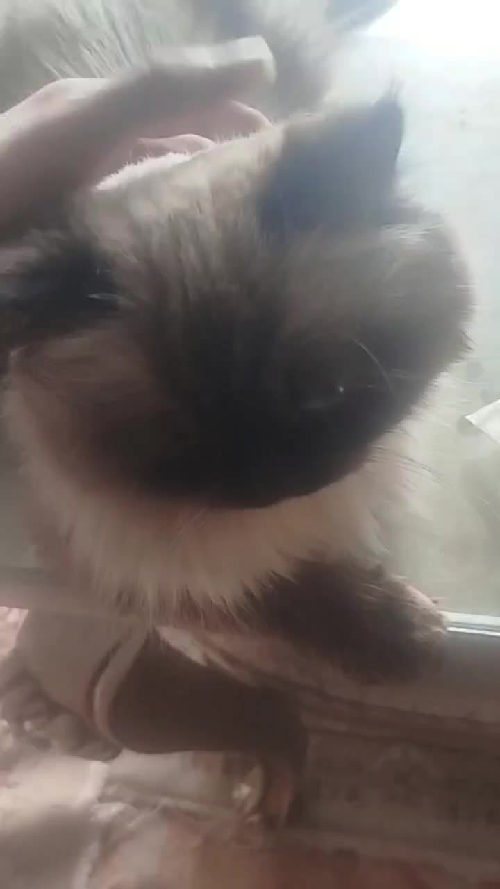 گربه هیمالین|گربه|اردبیل, |دیوار