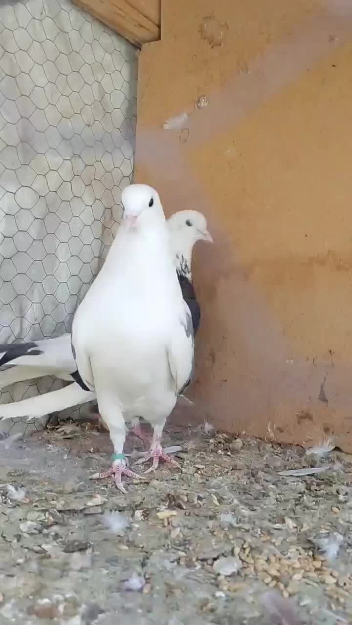 کبوتر پرشی|پرنده|فولادشهر, سایت صنعتی کاوه|دیوار