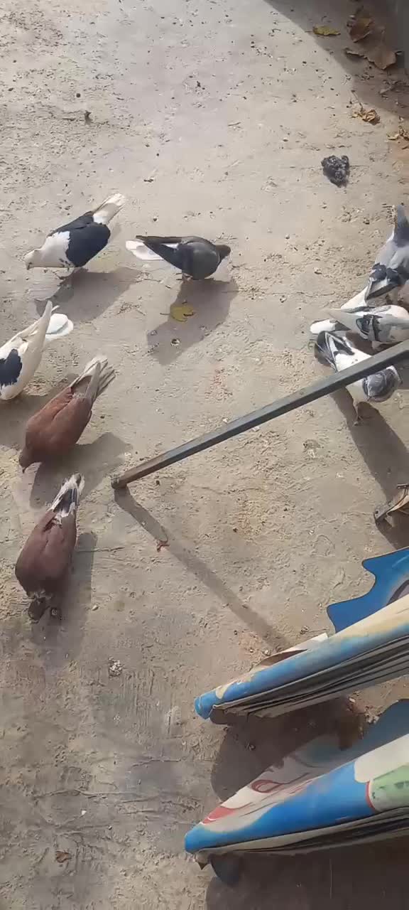 کبوتر ساتن|پرنده|شاهینشهر, گزبرخوار|دیوار