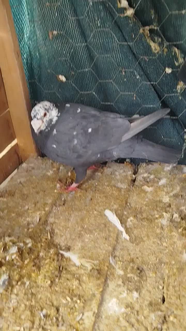 بزک|پرنده|سیدان, |دیوار