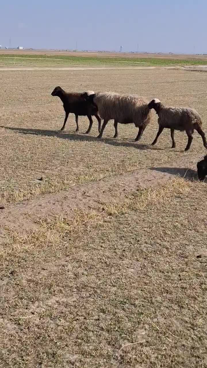 قوچ شیشک|حیوانات مزرعه|فامنین, |دیوار