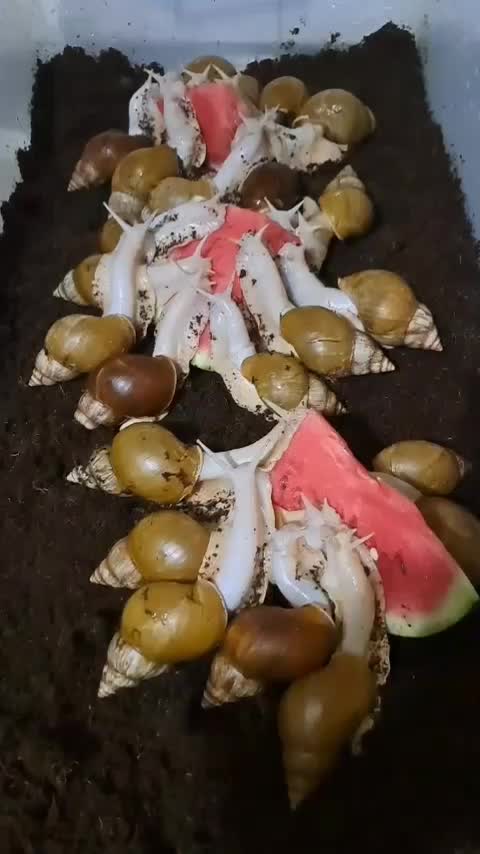 حلزون سوپرمولد|خزنده|قم, شاه ابراهیم|دیوار