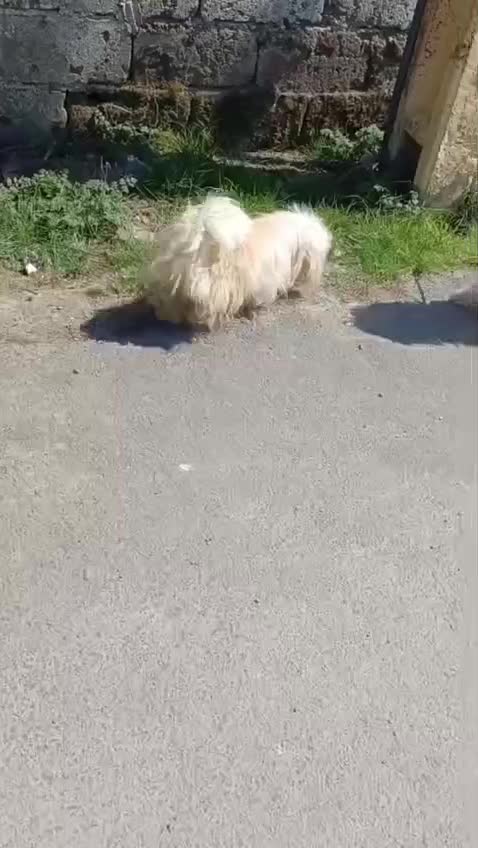 دوعدد شیتسو ماده بالغ|سگ|محمودآباد, |دیوار