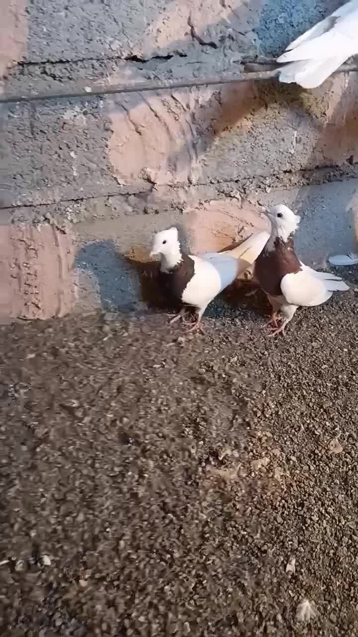 کفتر، کبوتر. 7 عدد طوقی بی نظیر|پرنده|جوین, |دیوار