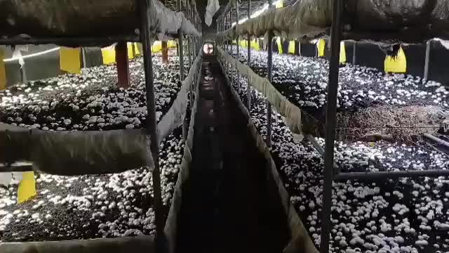 آموزش صفرتاصد پرورش قارچ|خدمات آموزشی|دزفول, |دیوار