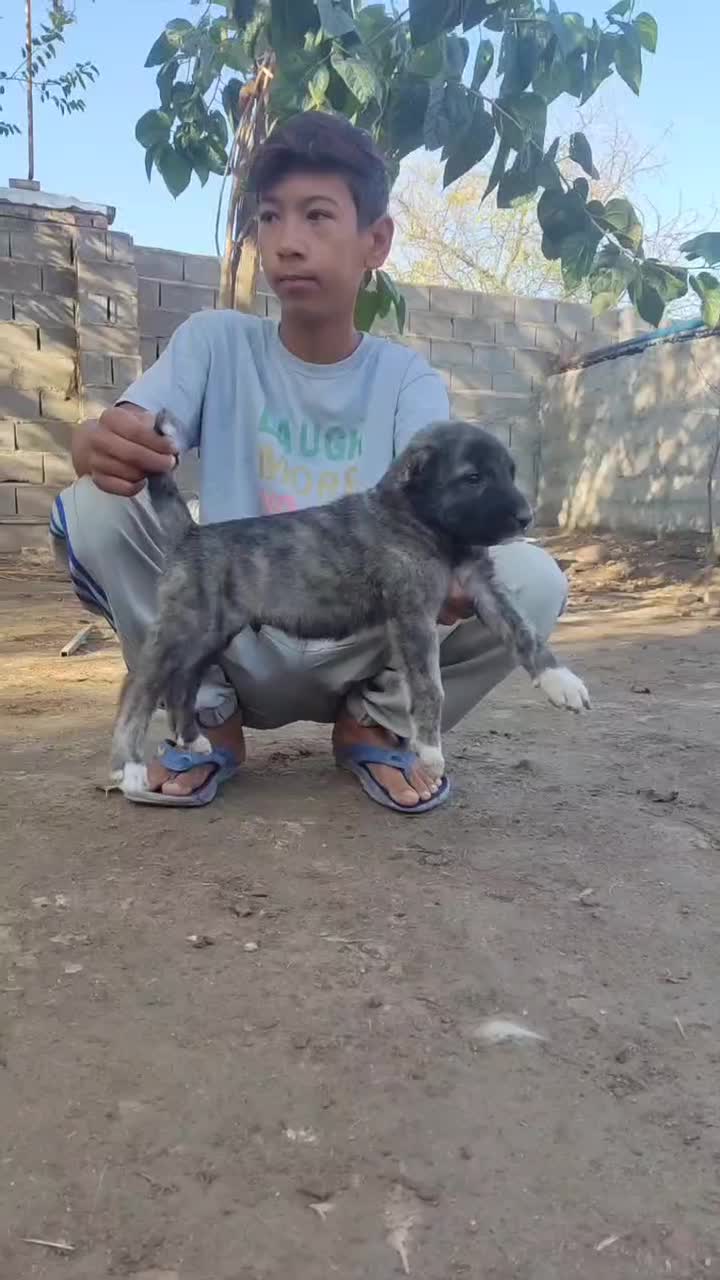 سگ آلابای درشت توله|سگ|زاهدان, |دیوار