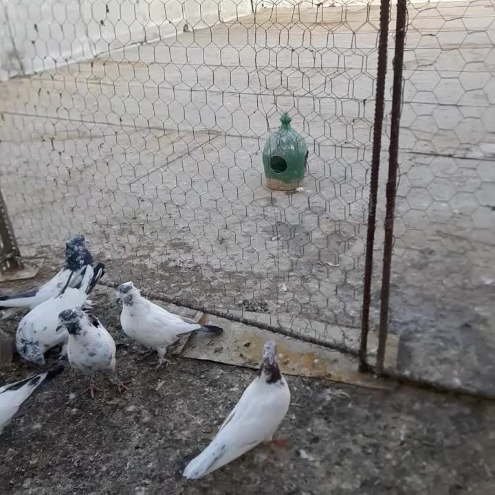 کبوتر|پرنده|رزن, |دیوار